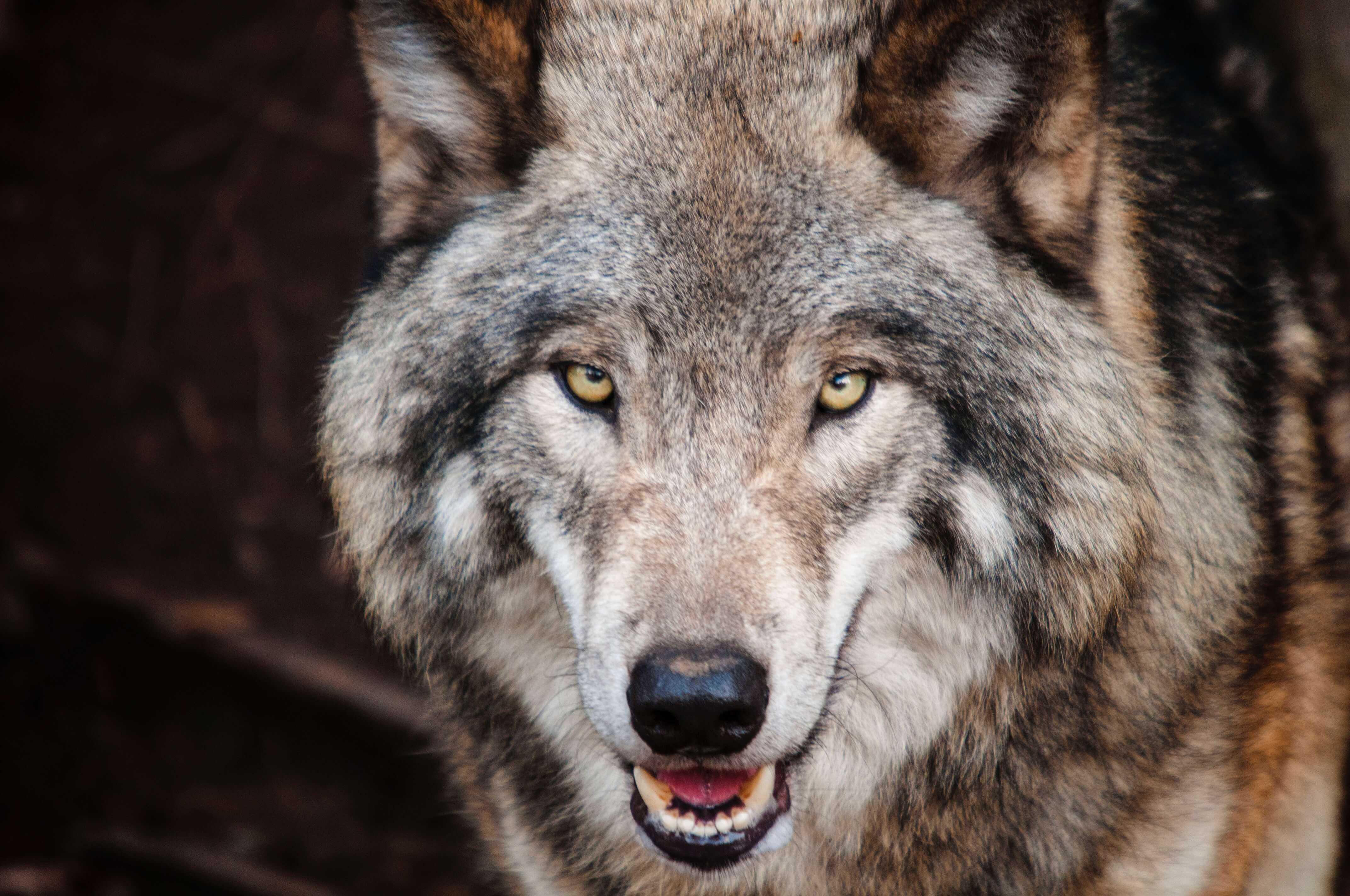 What Does a Viking Wolf Symbolize?